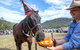 Horses Birthday Festival - thumb 0