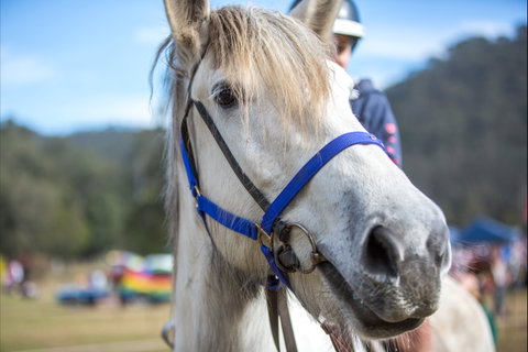 Horses Birthday Festival - Accommodation in Brisbane 1
