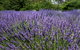Lavender Herb And Chilli Festival - thumb 0