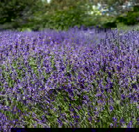 Lavender Herb and Chilli Festival - Accommodation in Brisbane