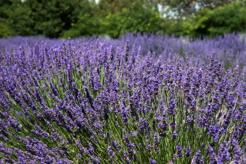 Lavender Herb And Chilli Festival - Accommodation in Brisbane 0
