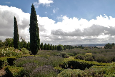 Lavender Herb And Chilli Festival - Accommodation in Brisbane 1