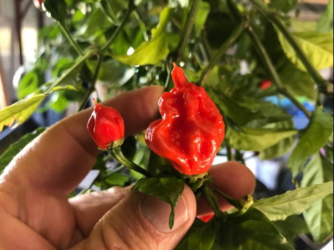 Lavender Herb And Chilli Festival - Accommodation in Brisbane 2