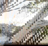 Sculptures in the Garden - Accommodation in Brisbane
