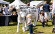 South Coast Food And Wine Festival - thumb 1
