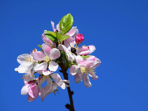 Spring Time At Hunter Valley Gardens - Accommodation in Brisbane 0