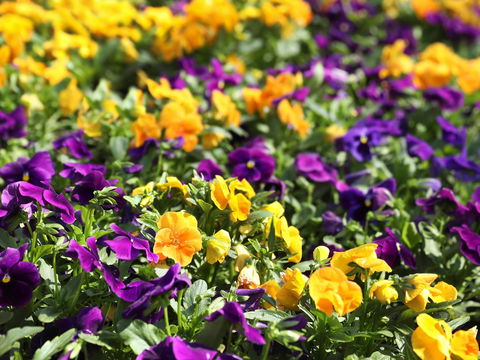 Spring Time At Hunter Valley Gardens - Accommodation in Brisbane 2