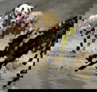 Twilight Greyhound Racing - Accommodation in Brisbane
