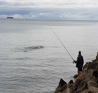 Whale Watching in Portland - Accommodation in Brisbane