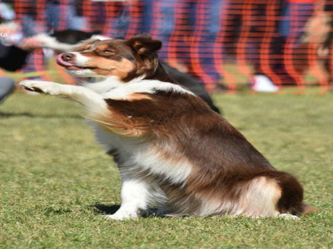 Dogs In The Park NSW Orange - Accommodation in Brisbane 0