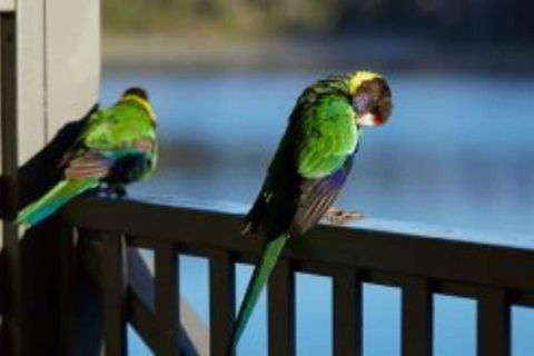 RAC Karri Valley Resort - Accommodation in Brisbane 3