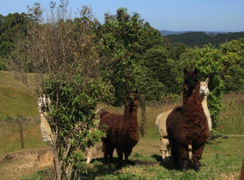 Otway Junction Motor Inn - Accommodation in Brisbane 6