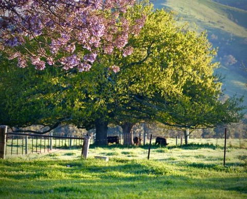 Alexandra Farmstay - Accommodation in Brisbane 6