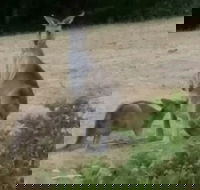 Jarrah Lodge - Accommodation in Brisbane