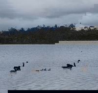Lake Yalleena Nature Retreat - Accommodation in Brisbane