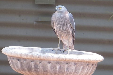 Kathys Place Bed And Breakfast - Accommodation in Brisbane 3