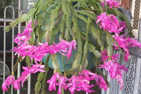 Kathys Place Bed And Breakfast - Accommodation in Brisbane 1