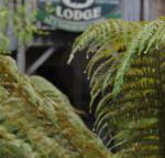 The Wombat Cottage - Accommodation in Brisbane