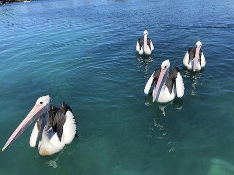 Aquarius 9 Opposite Wallis Lake - Accommodation in Brisbane 6