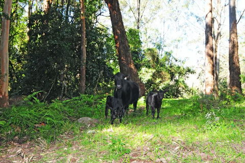 Alcheringa Cottage - Accommodation in Brisbane 4