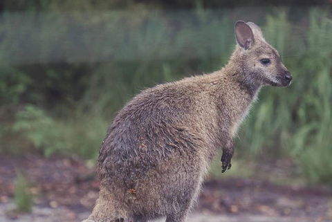 Bush & Beach Family Retreat - Accommodation in Brisbane 3