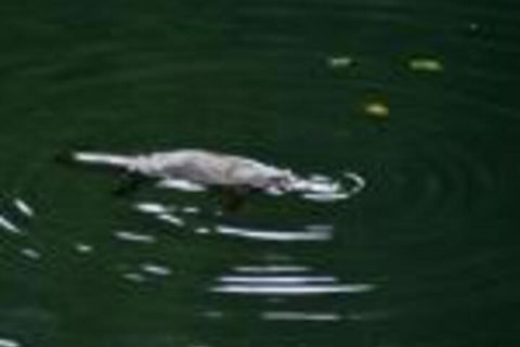 Kaalba - Accommodation in Brisbane 0