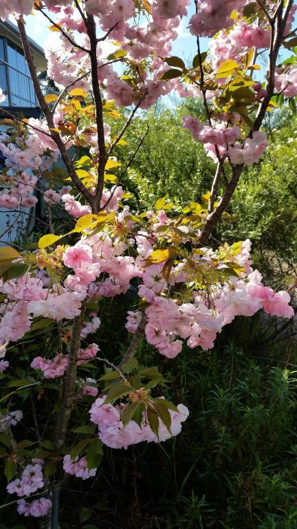 Beezneez B & B - Accommodation in Brisbane 5