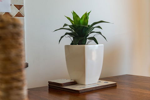 Airlie Dream - Accommodation in Brisbane 4