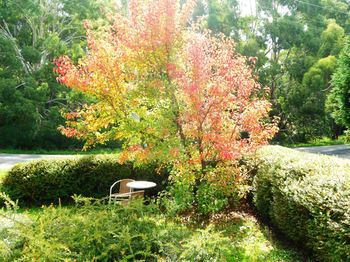 Acacia House Retreat Daylesford - Accommodation in Brisbane 0