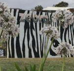 Zebras Guest House - Accommodation in Brisbane