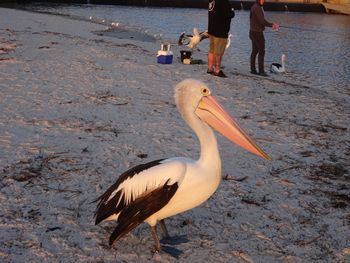 Selene Holiday Apartment AtWest Beach - Accommodation in Brisbane 6