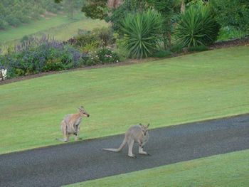 Belle La Vie B & B - Accommodation in Brisbane 5