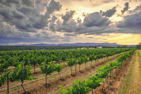 Adina Vineyard - Accommodation in Brisbane 3