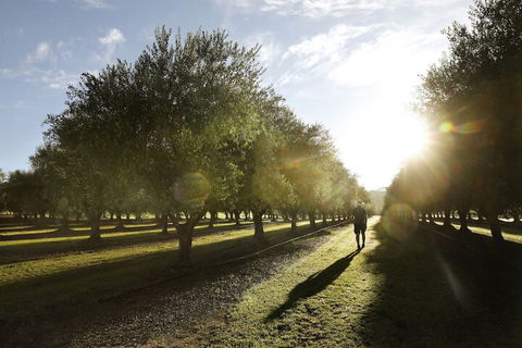 Adina Vineyard - Accommodation in Brisbane 2