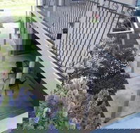 Swan Lake Guest House - Accommodation in Brisbane