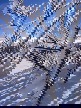 Ripparoo Ski Lodge - Accommodation in Brisbane 0