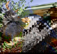 Big4 Shepparton Park Lane - Accommodation in Brisbane