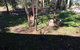 Sea Nest - thumb 6