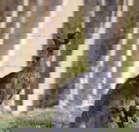 Bella Wind Bed  Breakfast - Accommodation in Brisbane