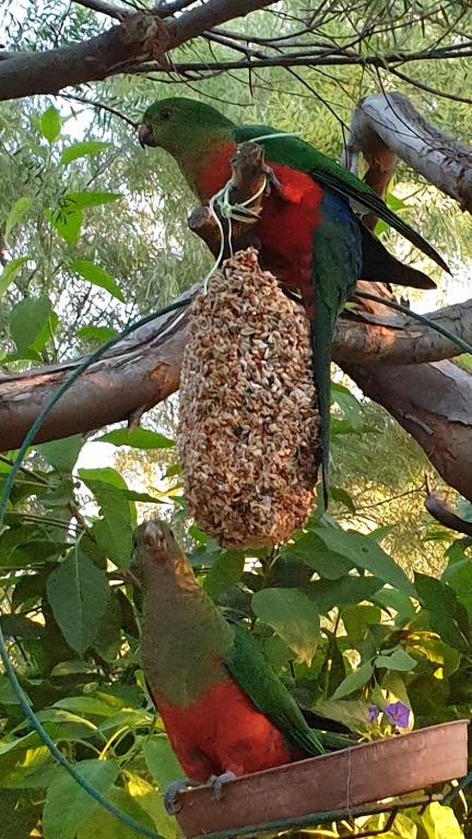 Astley Cottage - Accommodation in Brisbane 1