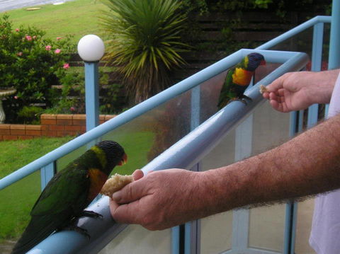 Narooma Golfers Lodge - Accommodation in Brisbane 3
