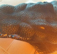 Outback Jack's Bar  Grill - Accommodation in Brisbane