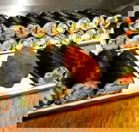 Freewave Sushi  Burgers