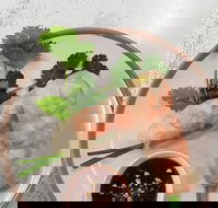 Golden Tree Cafe - Accommodation in Brisbane