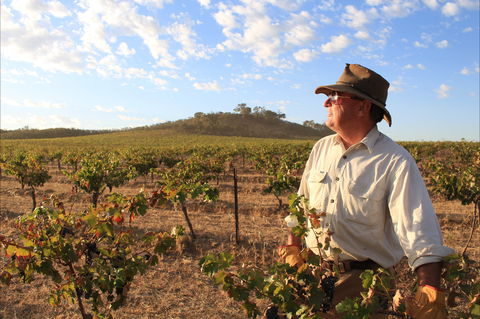 Sally's Paddock At Redbank Winery - Accommodation in Brisbane 2