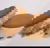 Gelato Messina - South Brisbane