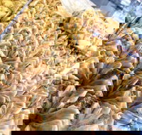 Hawat Pastry - Accommodation in Brisbane