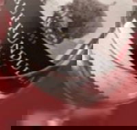 Burrundulla Vineyards - Accommodation in Brisbane