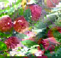 Payne's Orchards - Accommodation in Brisbane