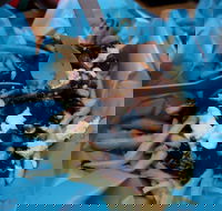 Howitt Street Bakehouse Wendouree